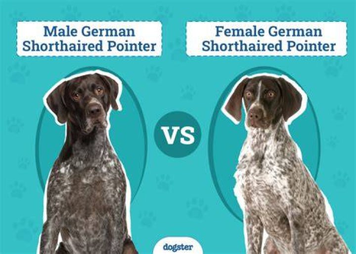 Male vs Female German Shorthaired Pointers: What’s The Difference (With Pictures)