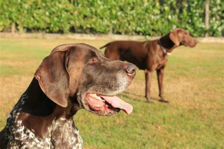 Male vs Female German Shorthaired Pointers