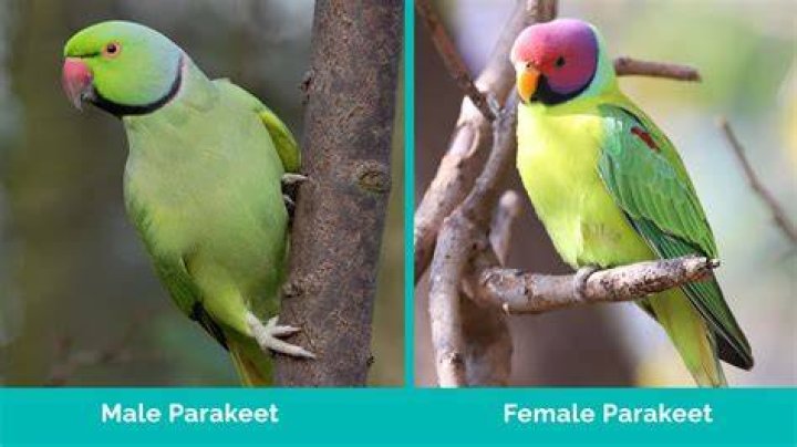 Male vs Female Parakeet: How to Identify the Differences (With Pictures)