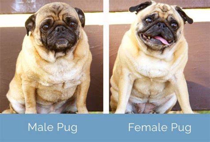 Male vs Female Pug: The Key Differences (With Pictures)