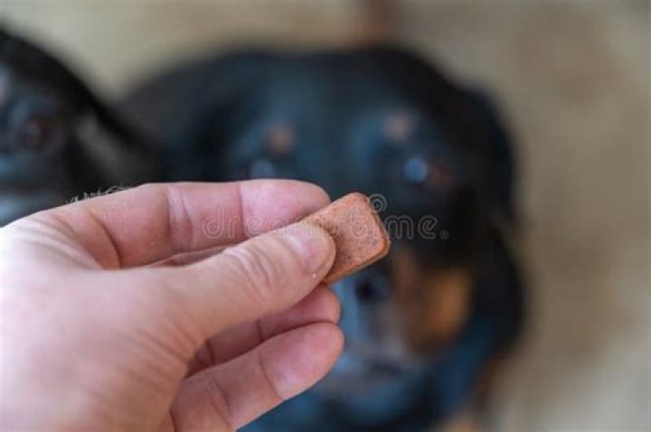 man holding flea and tick medicine
