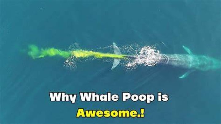 Marine gold: The secret scatological world of whale poo traders