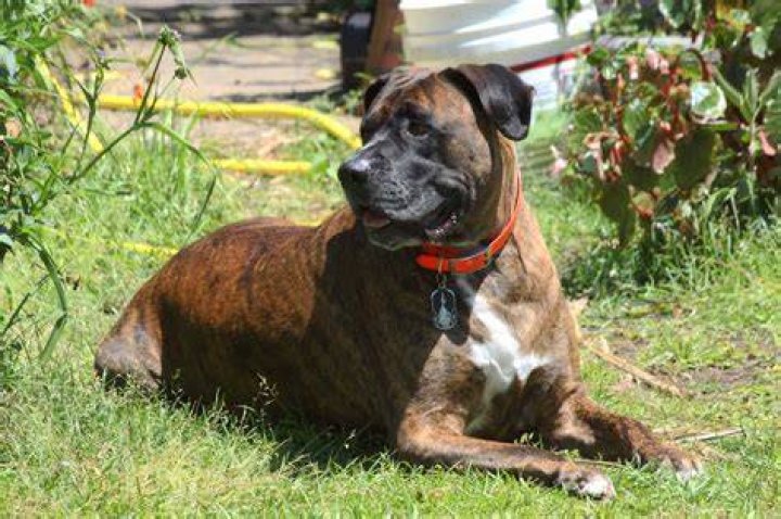 mastiff boxer