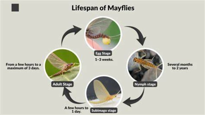 Mayflies- 1st Shortest Lifespan Creatures In The World