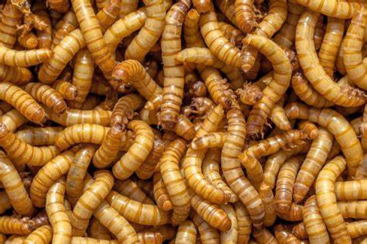 mealworm