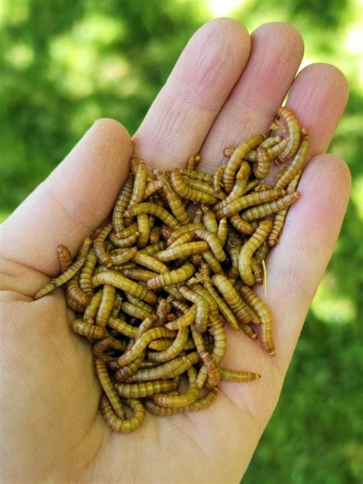 mealworms