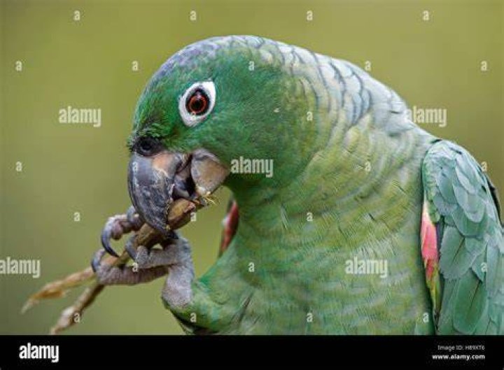 Mealy Amazon parrot eating oats_Rosa Jay_Shutterstock