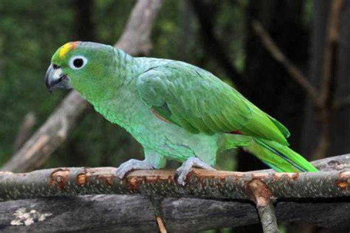 Mealy Amazon Parrot: Facts, Diet & Care Guide (With Pictures)