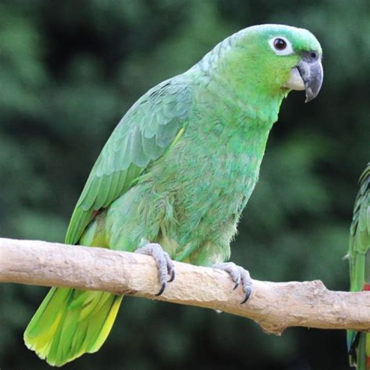 Mealy Amazon Parrots