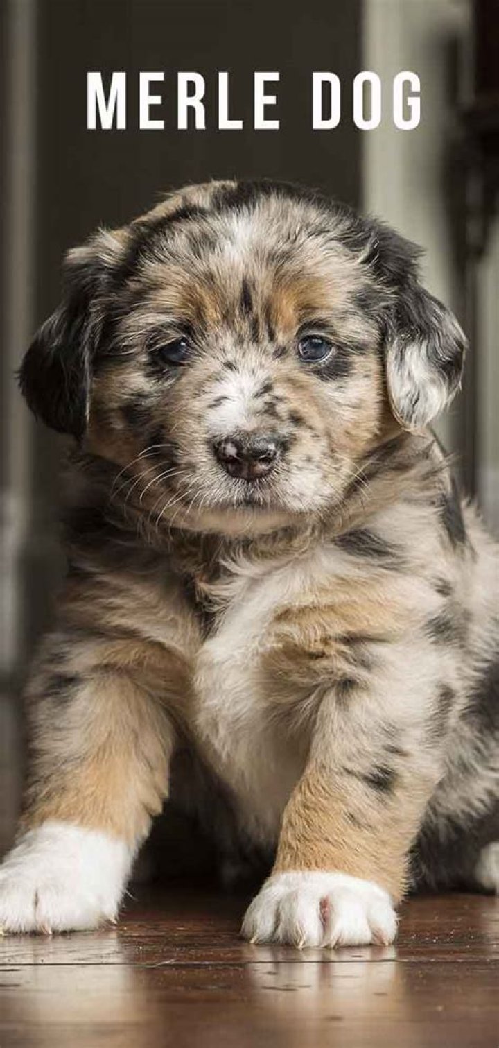 Merle Dog Information Center Discover the Beauty and the Dangers