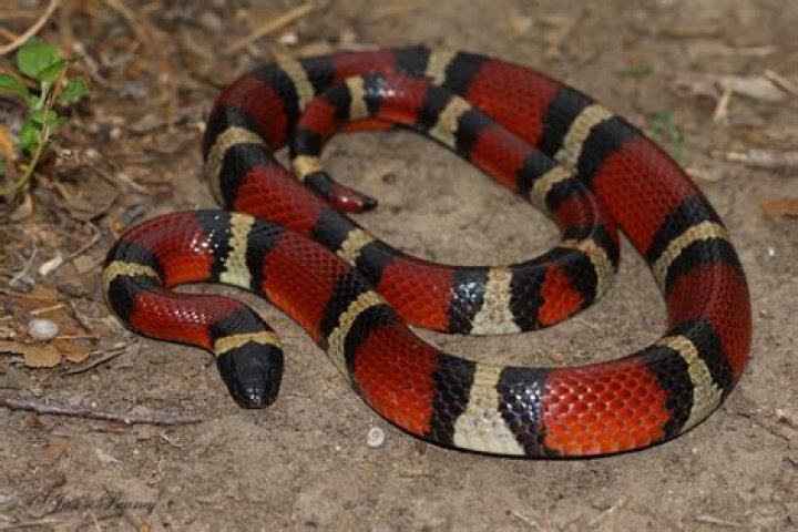 Mexican Milk snake