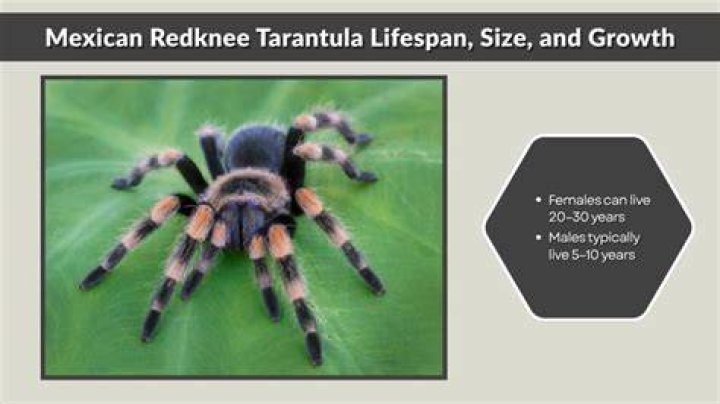 Mexican Redknee Tarantula: Care Guide, Pictures, Lifespan & More