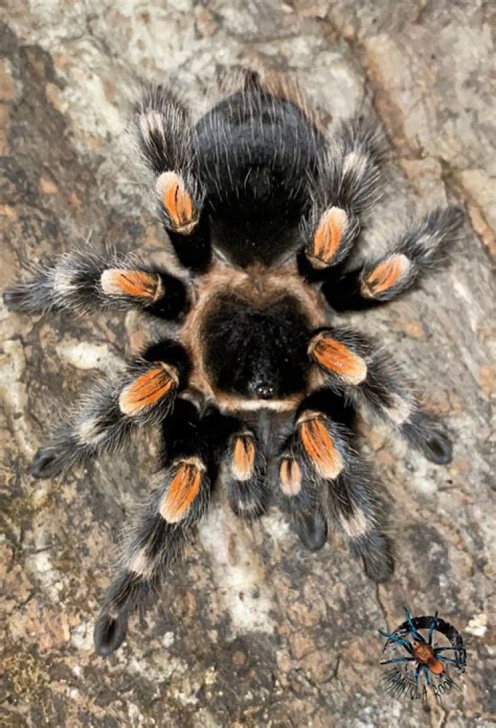 mexican redknee tarantula in the wood