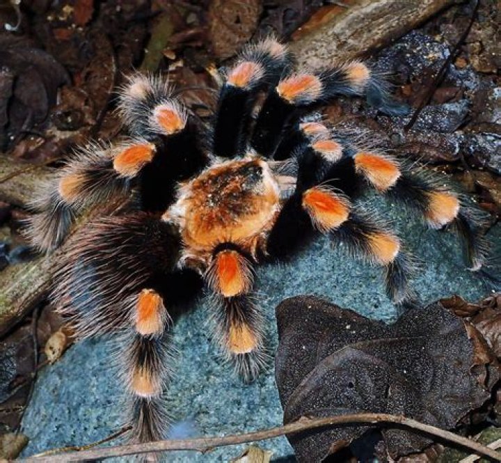 Mexican Redknee Tarantula