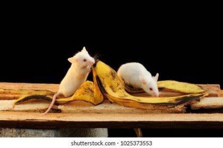 Mice interacting with a banana peel