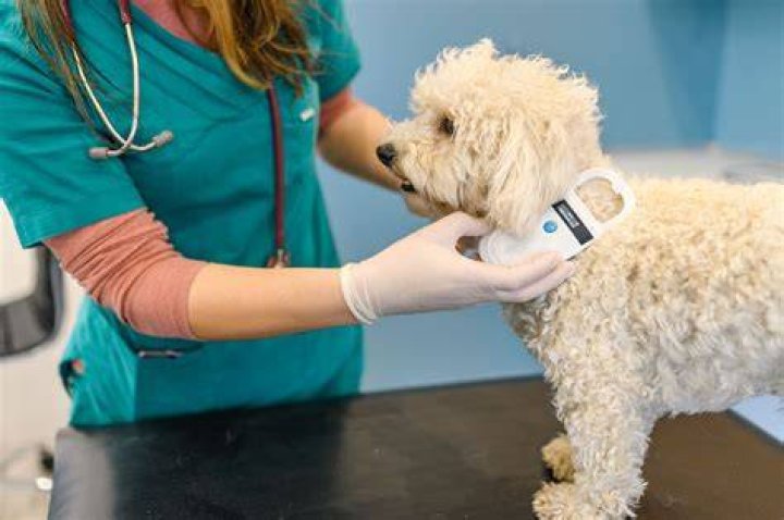 microchipping pet II__Ivonne Wierink_Shutterstock