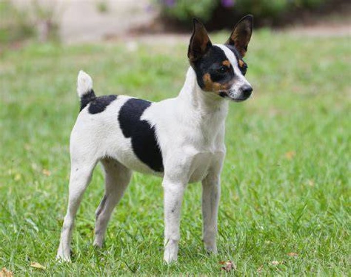 Mini Fox Terrier