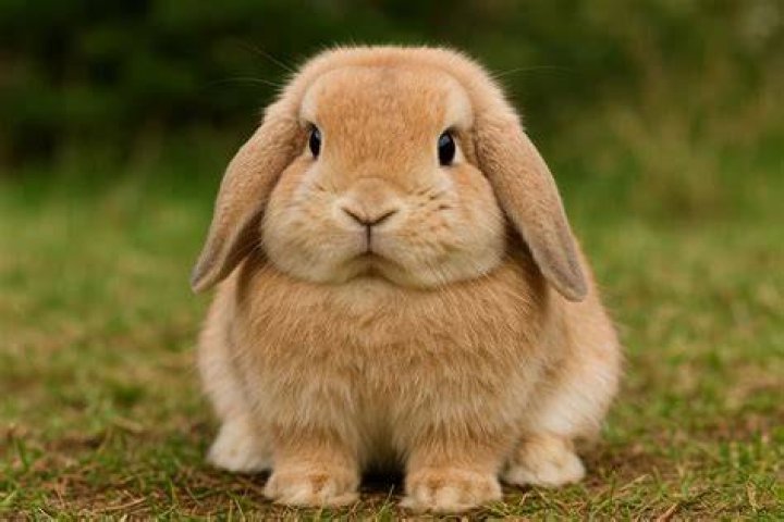 mini lop rabbit on a carpet