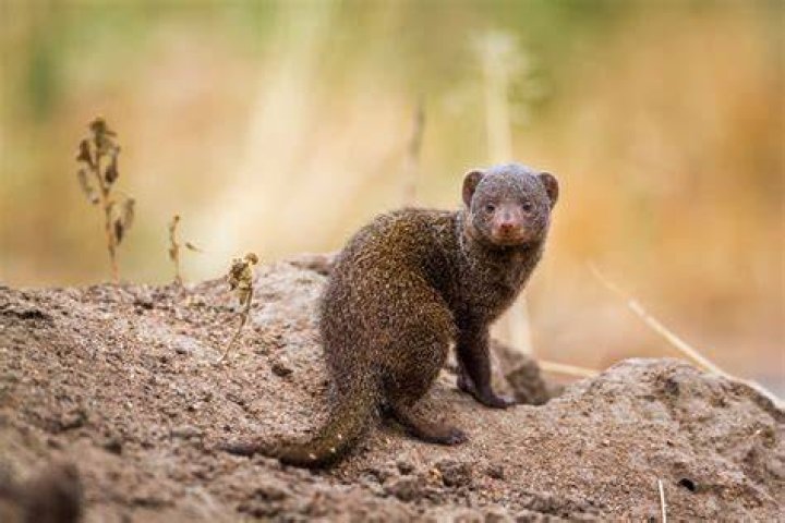 mongoose
