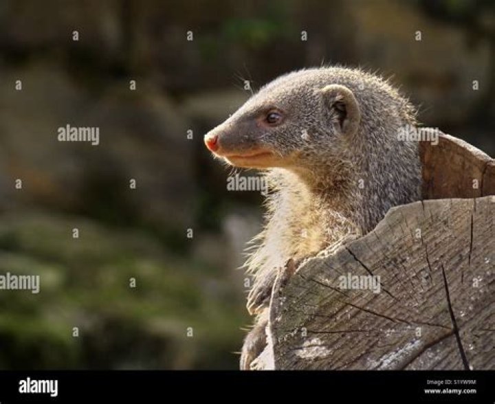 Mongooses side view close up