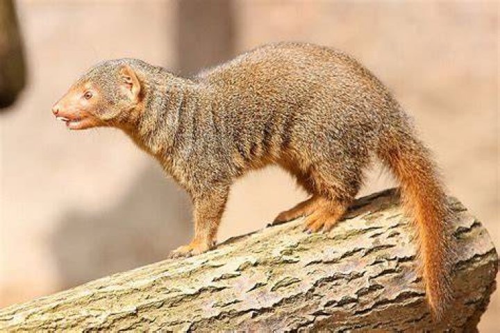 Mongooses side view