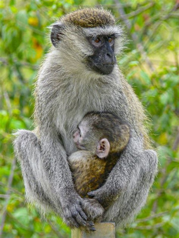 Monkey takes baby as its own.
