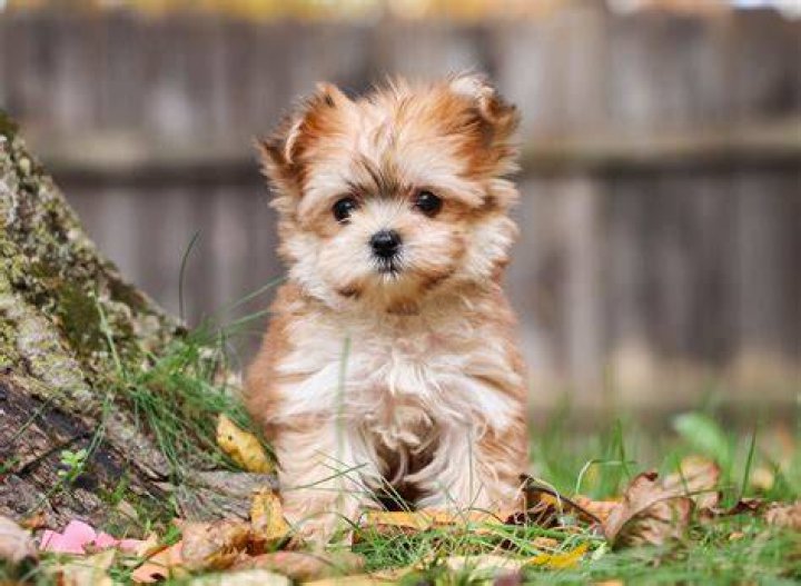 Morkie