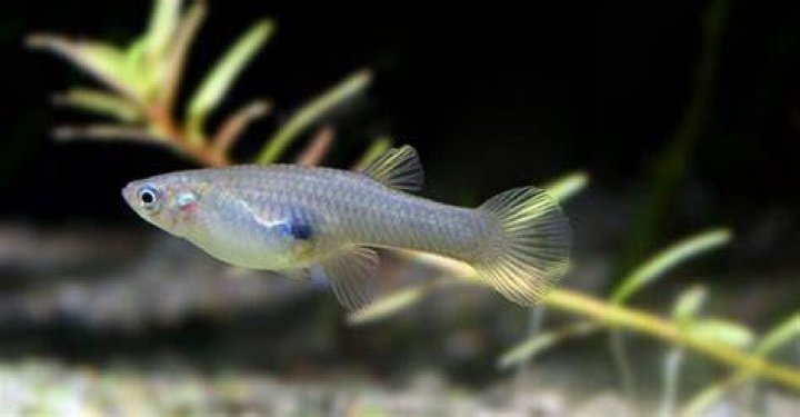 Mosquito fish- 7th Shortest Lifespan Creatures In The World
