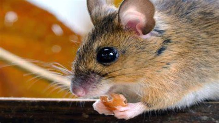 mouse eating