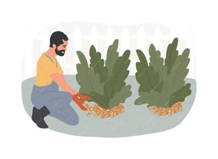 Mulching Azaleas illustration