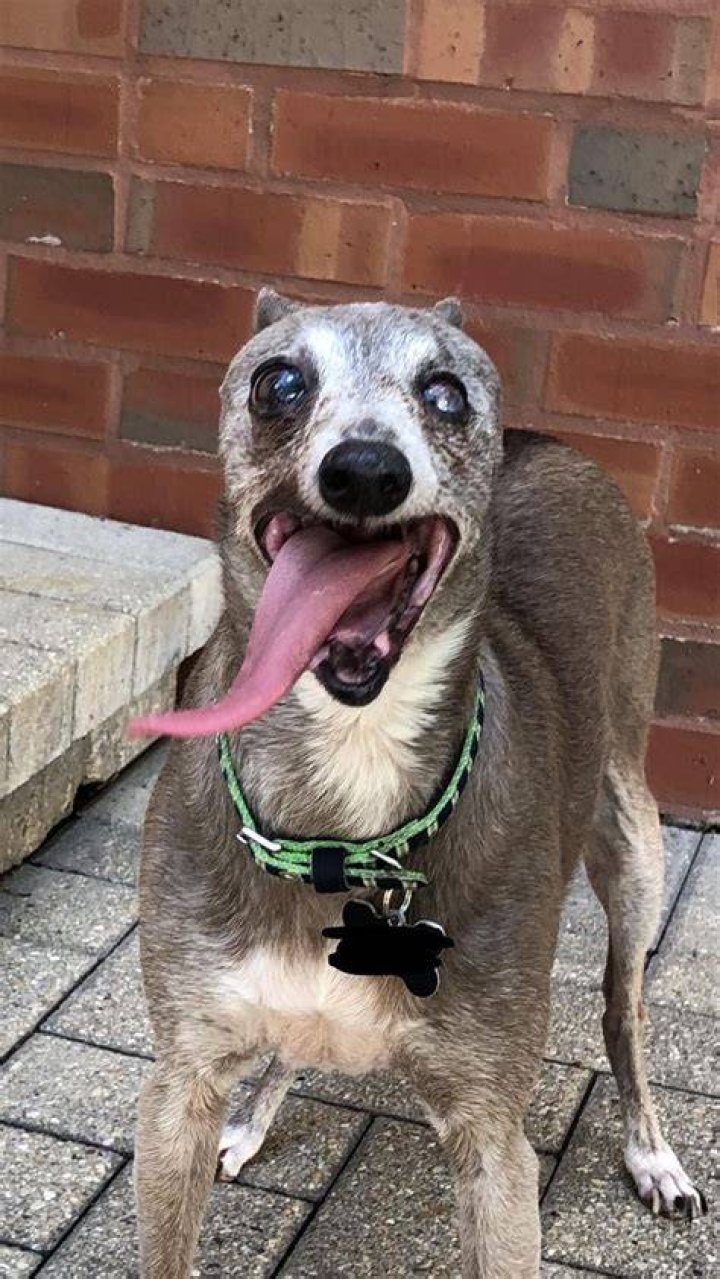 My moms super old toothless dog looks like a muppet when he pants r/aww