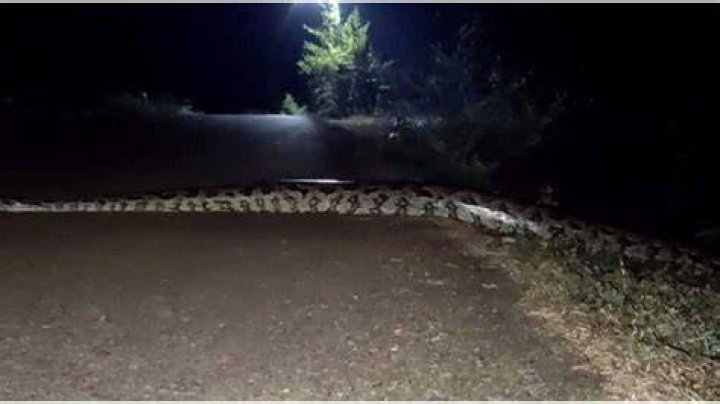 Mystery: Video of Massive Snake Crossing Road During Strange Hours at Night Causes Stir; Peeps Scream