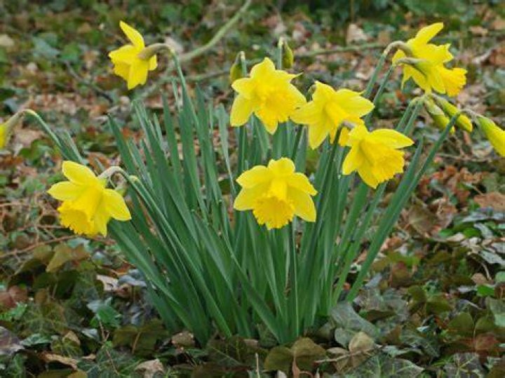 narcissus pseudonarcissus daffodil