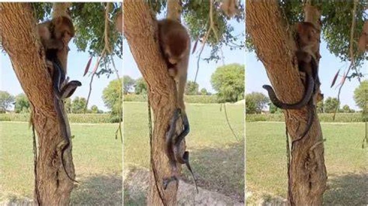 Netizens Stunned As Monkey Plays Overprotective Parent to Baby in Viral TikTok Video: 
