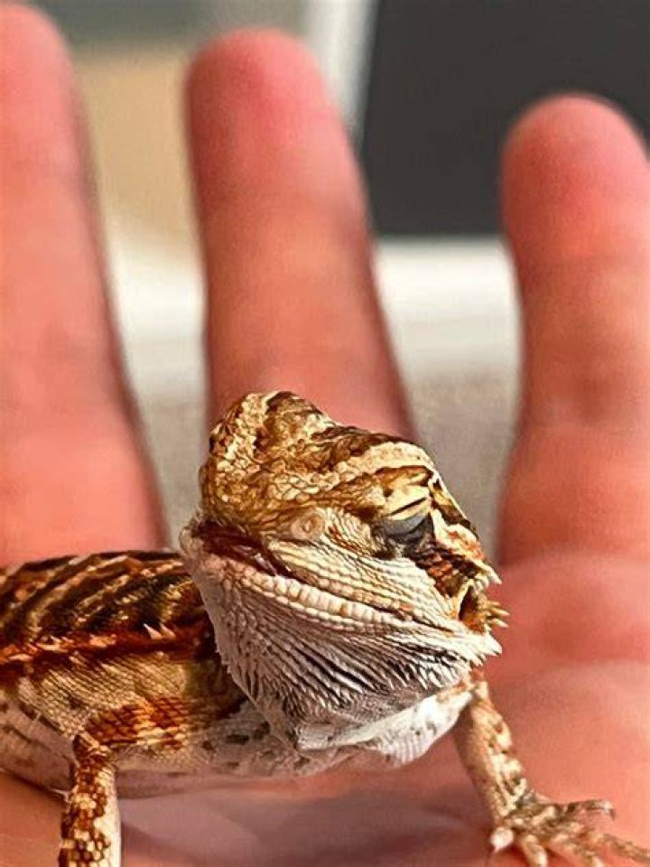 new bearded dragon divider