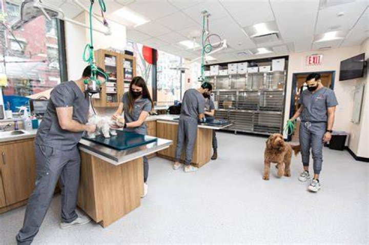 New Veterinary Clinic is Coming to Driggs Ave Greenpointers