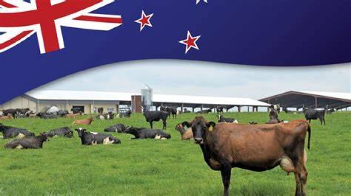 New Zealand is a dairy nation, but apparently our cheese is below par. Photo / Getty