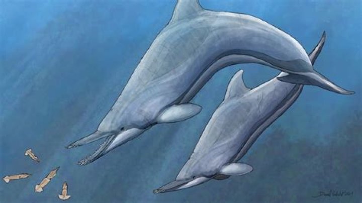Newly-discovered ancient NZ dolphin had gruesome, tusk-like teeth