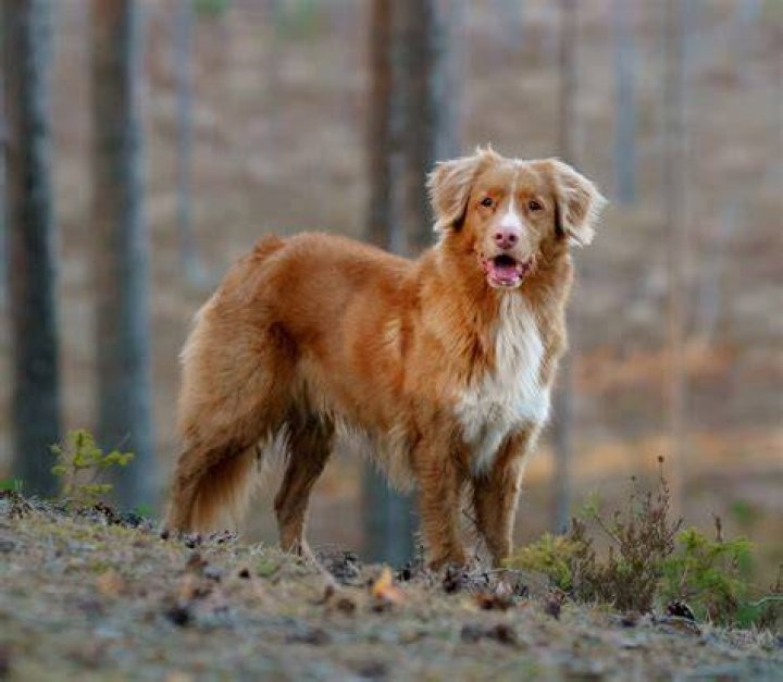 Nova Scotia Duck Tolling Retriever sitting on rock