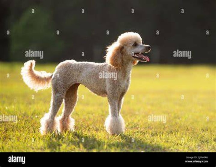 Obedient purebred Poodle standing on rocky cliff near sea
