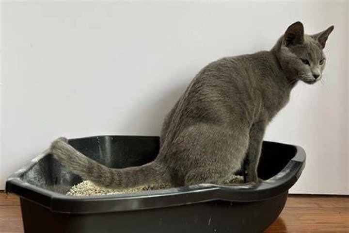 old cat inside a litter box