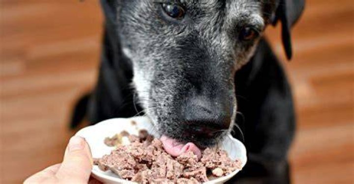 old dog eating