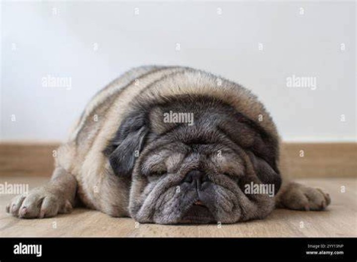 Old pug dog sleeping on a rug