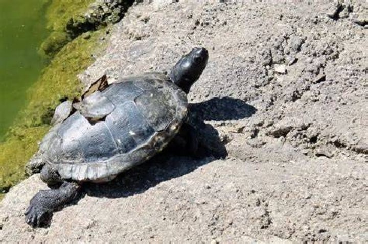 Old turtle shedding its shell