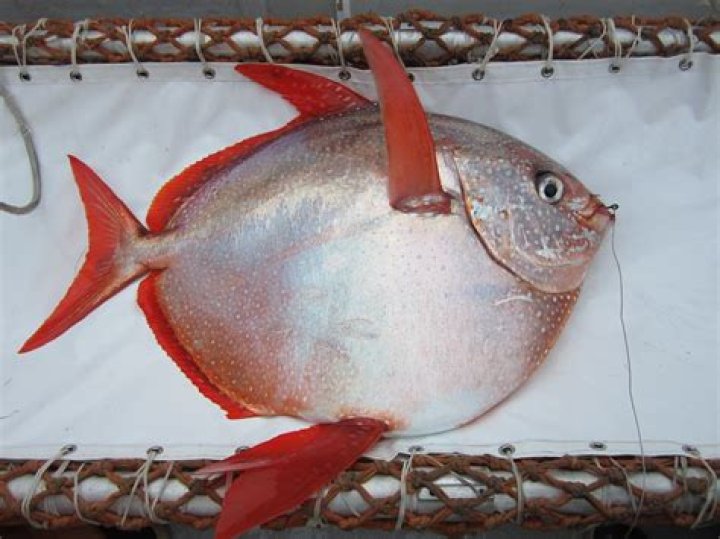 Opah captured during longline surveys by the Southwest Fisheries Science Center. Photo / Flickr, NOAA Fisheries West Coast