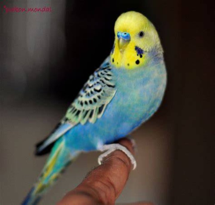 Opaline Parakeet