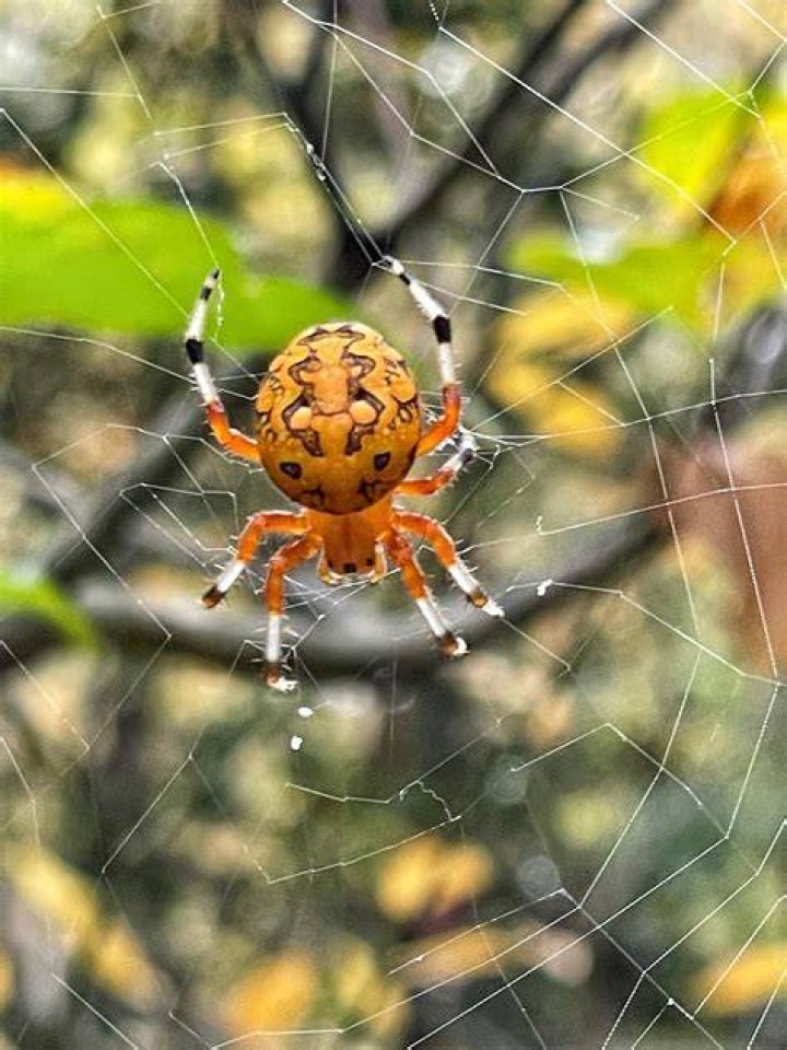 Orbweaver Spider