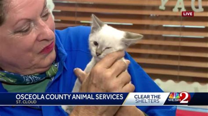 Osceola County Animal Services to Host Summer Adoption and Pet