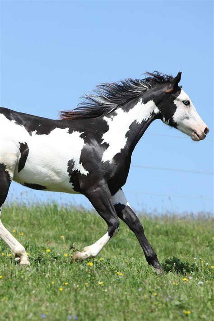 overo horse close up