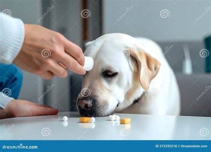 Owner giving medicine in a pill to his dog